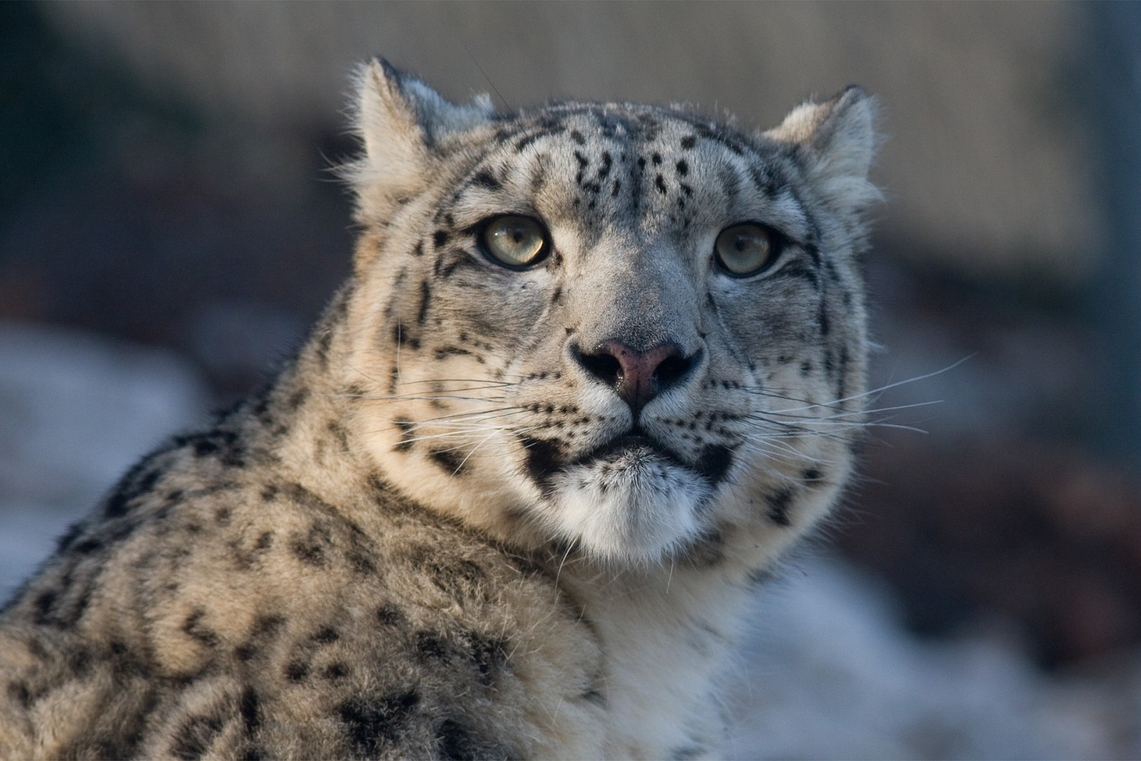 snow-leopard-725384_1920