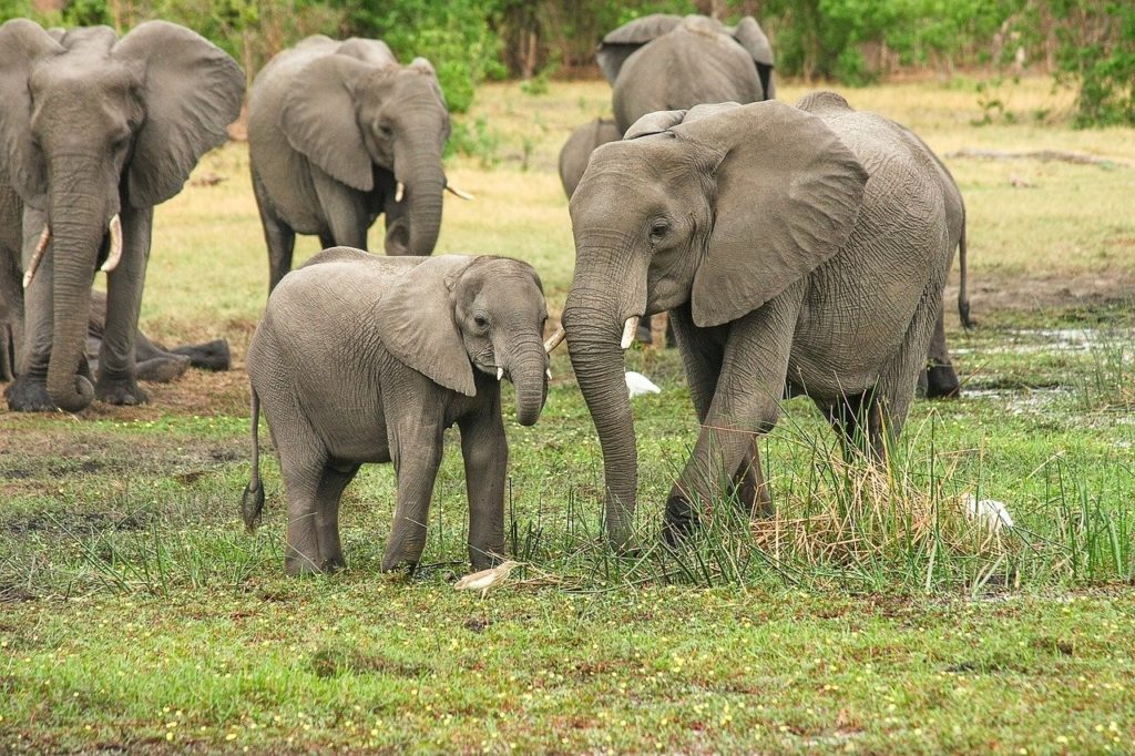 voluntariado sri lanka con elefantes